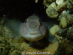 A Round Goby Portrait. This specimen was spotted residing... by David Gilchrist 